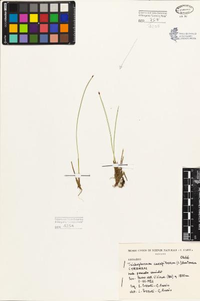 Trichophorum caespitosum (L.) Hartm.