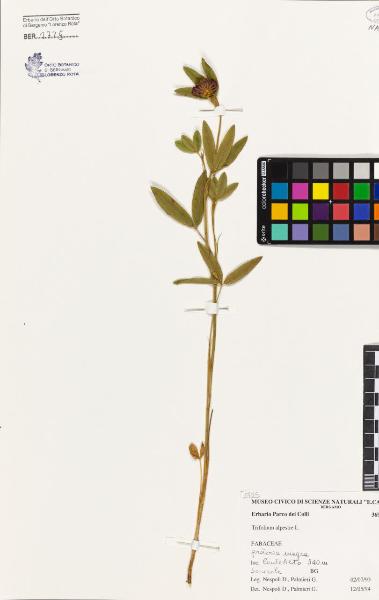 Trifolium alpestre L.