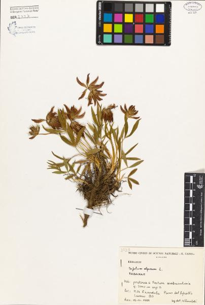 Trifolium alpinum L.