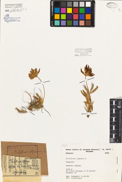 Trifolium alpinum L.