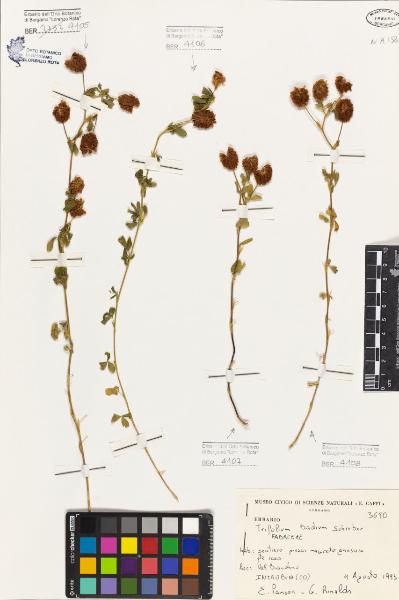 Trifolium badium Schreber