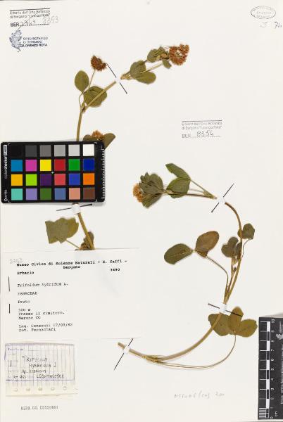 Trifolium hybridum L.