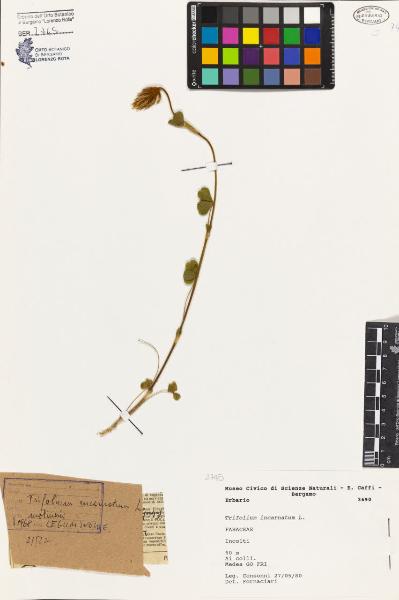 Trifolium incarnatum L.