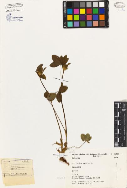 Trifolium medium L.