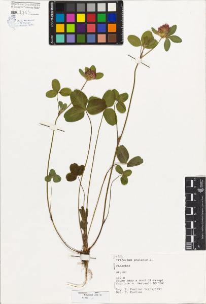 Trifolium pratense L.