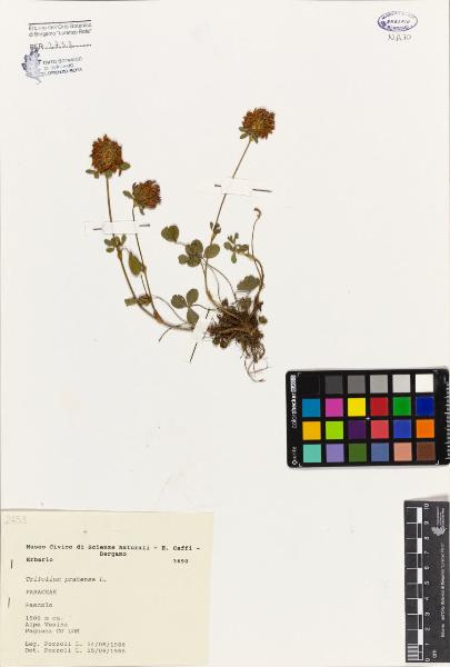 Trifolium pratense L.