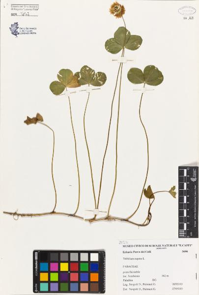 Trifolium repens L.