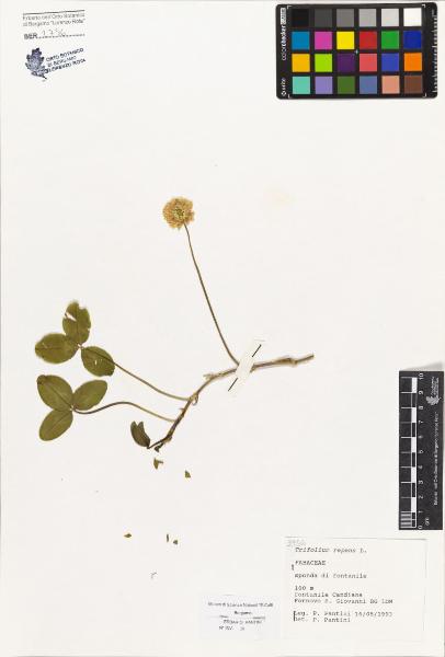 Trifolium repens L.