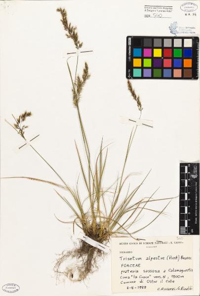 Trisetum alpestre (Host) Beauv.