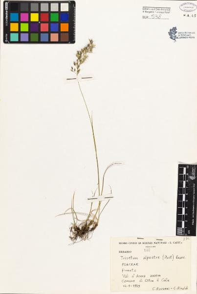 Trisetum alpestre (Host) Beauv.