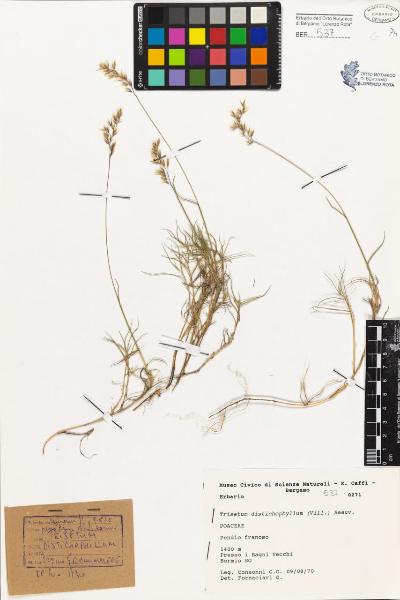 Trisetum distichophyllum (Vill.) Beauv.