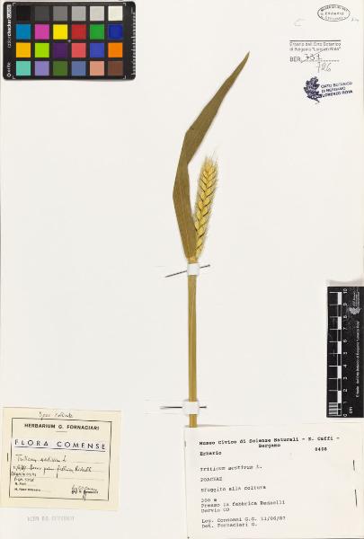 Triticum aestivum L.