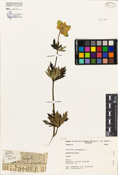 Trollius europaeus L.