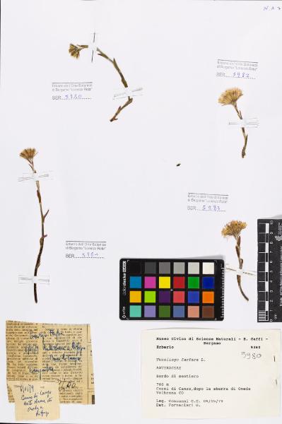 Tussilago farfara L.