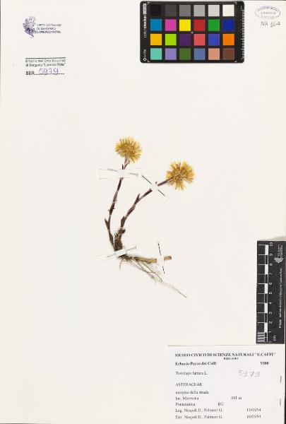 Tussilago farfara L.