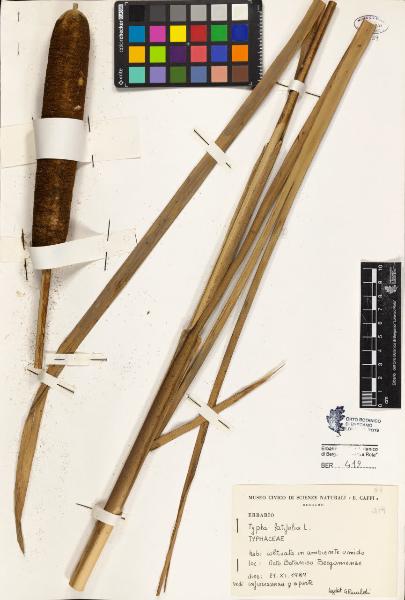 Typha latifolia L.