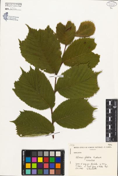 Ulmus glabra Hudson