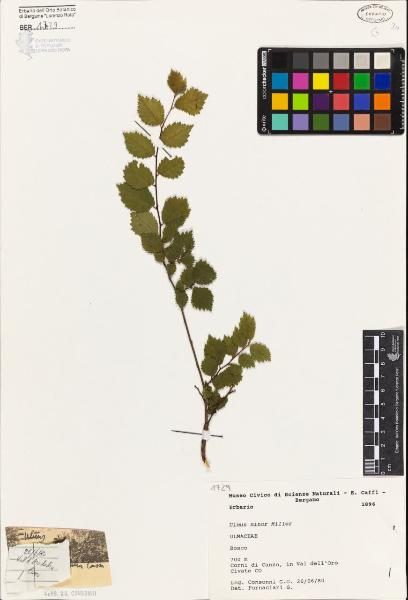 Ulmus minor Miller