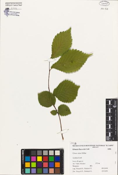 Ulmus minor Miller