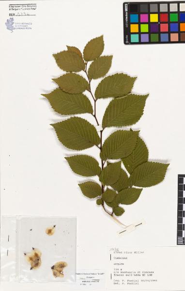 Ulmus minor Miller