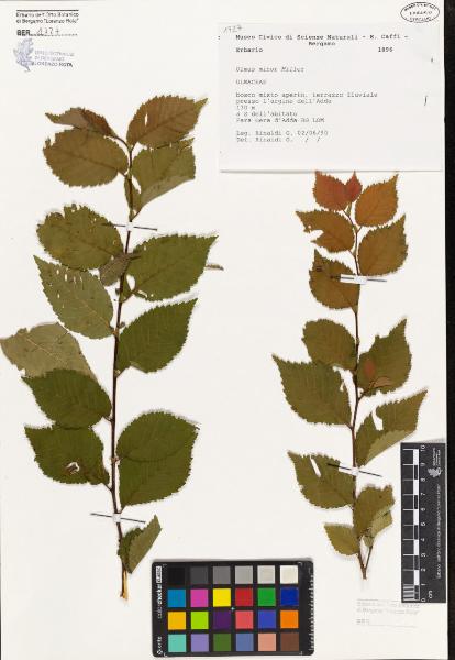 Ulmus minor Miller