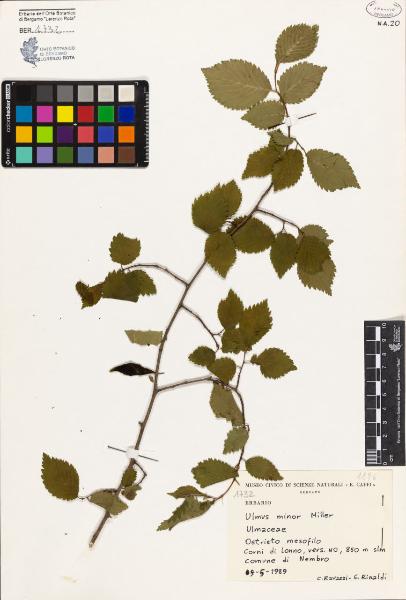 Ulmus minor Miller