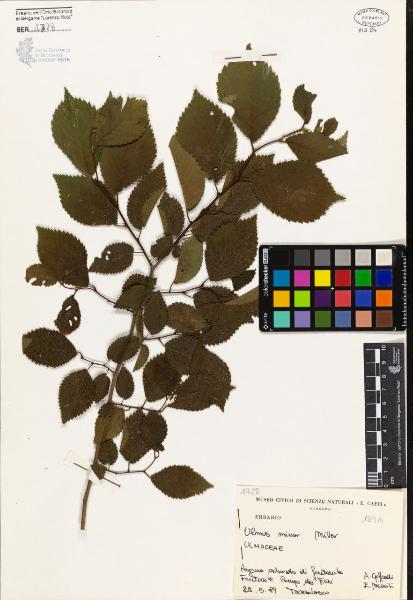 Ulmus minor Miller