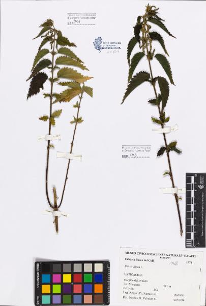 Urtica dioica L.