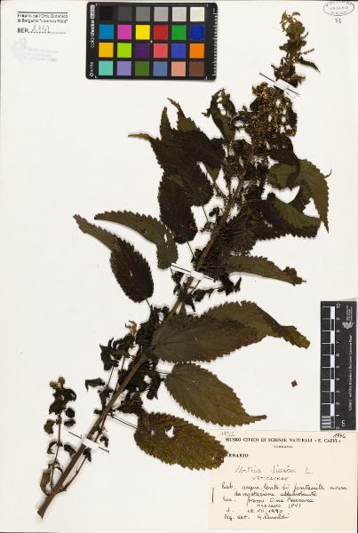 Urtica dioica L.