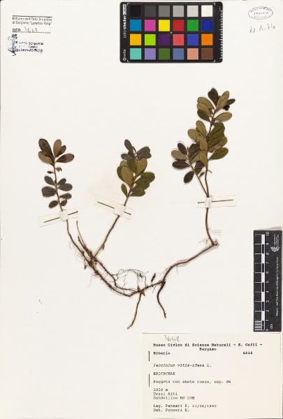 Vaccinium vitis-idaea L.