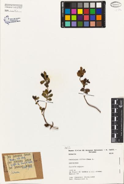 Vaccinium vitis-idaea L.