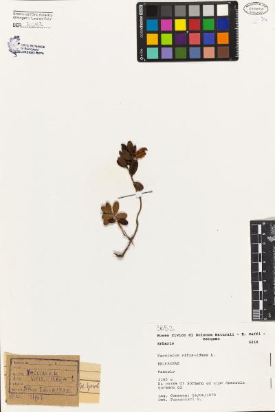 Vaccinium vitis-idaea L.