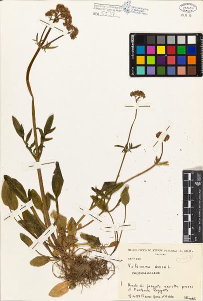 Valeriana dioica L.