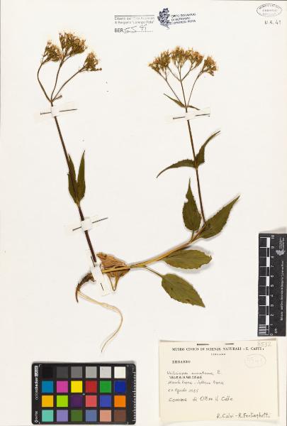 Valeriana montana L.