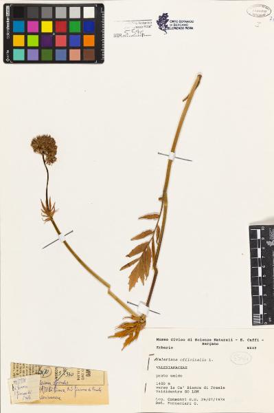 Valeriana officinalis L.