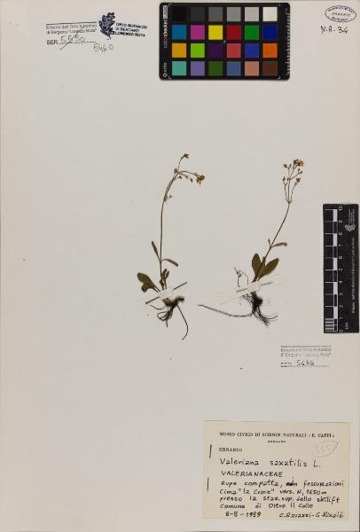 Valeriana saxatilis L.