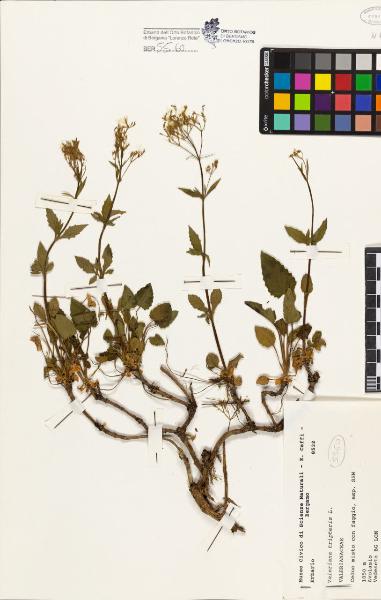 Valeriana tripteris L.