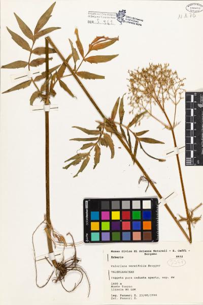 Valeriana versifolia Brugger