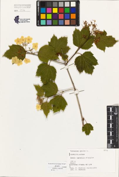 Viburnum opulus L.