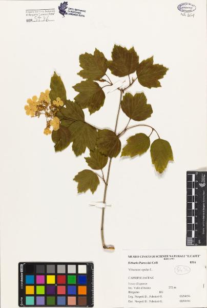 Viburnum opulus L.