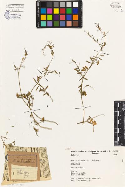 Vicia hirsuta (L.) S.F.Gray