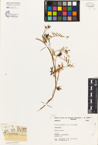 Vicia hirsuta (L.) S.F.Gray