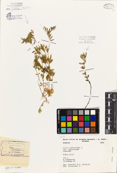 Vicia lathyroides L. subsp. lathyroides