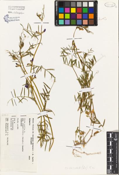 Vicia sativa L. subsp. angustifolia (Grufb.) Gaudin