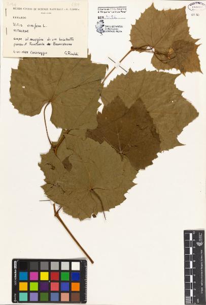 Vitis vinifera L.