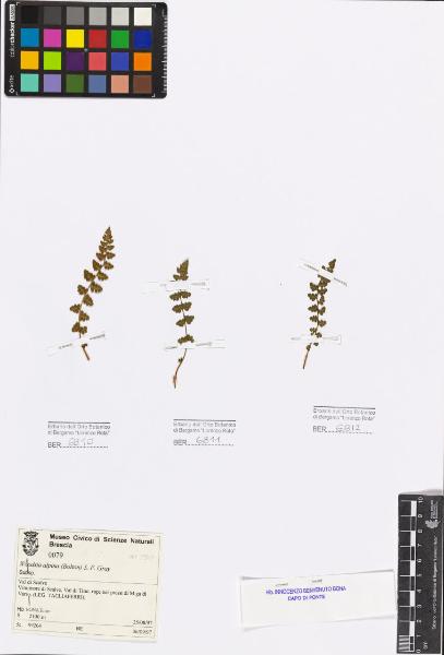 Woodsia alpina (Bolton) S.F.Gray