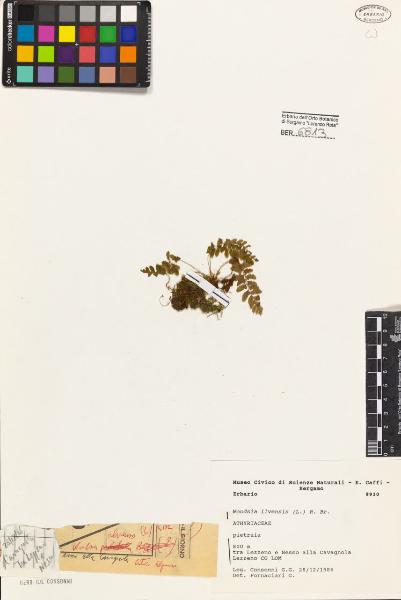 Woodsia ilvensis (L.) R. Br.