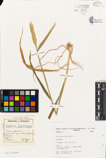 Triticum aestivum L.