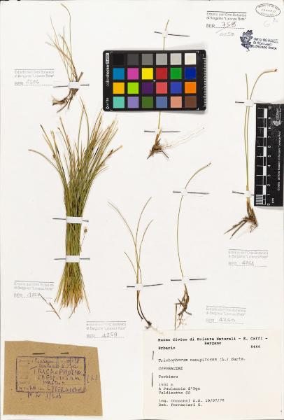 Trichophorum caespitosum (L.) Hartm.