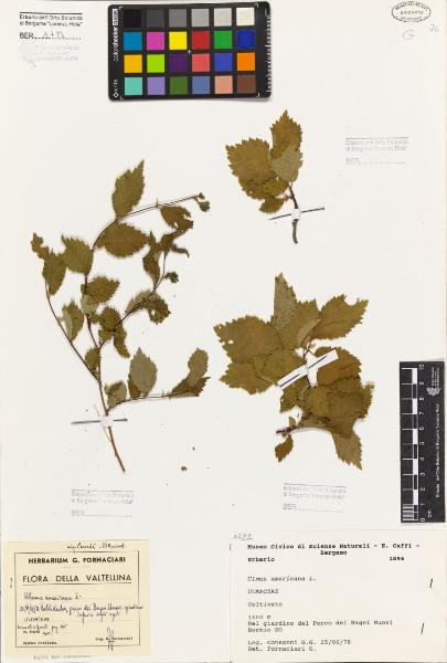 Ulmus americana L.